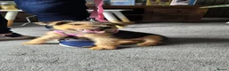 Lakeland Terrier dogs for sale: 5th puppy  - Advert 3