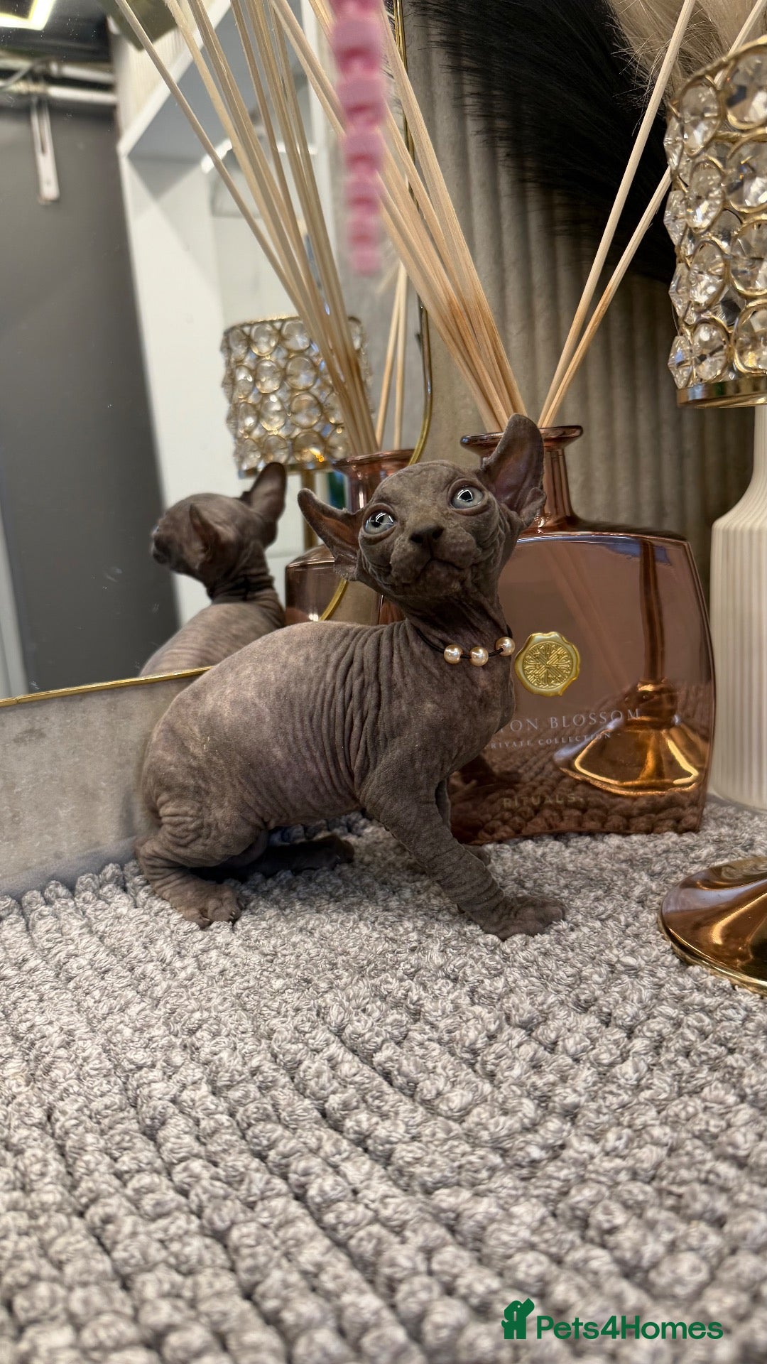 Sphynx cats 6 beautiful  females ❤️🌺 - Advert 16