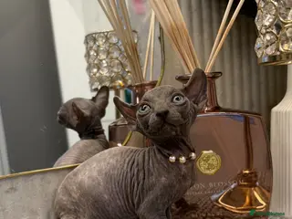 Sphynx cats 6 beautiful females ❤️🌺 - Advert 16