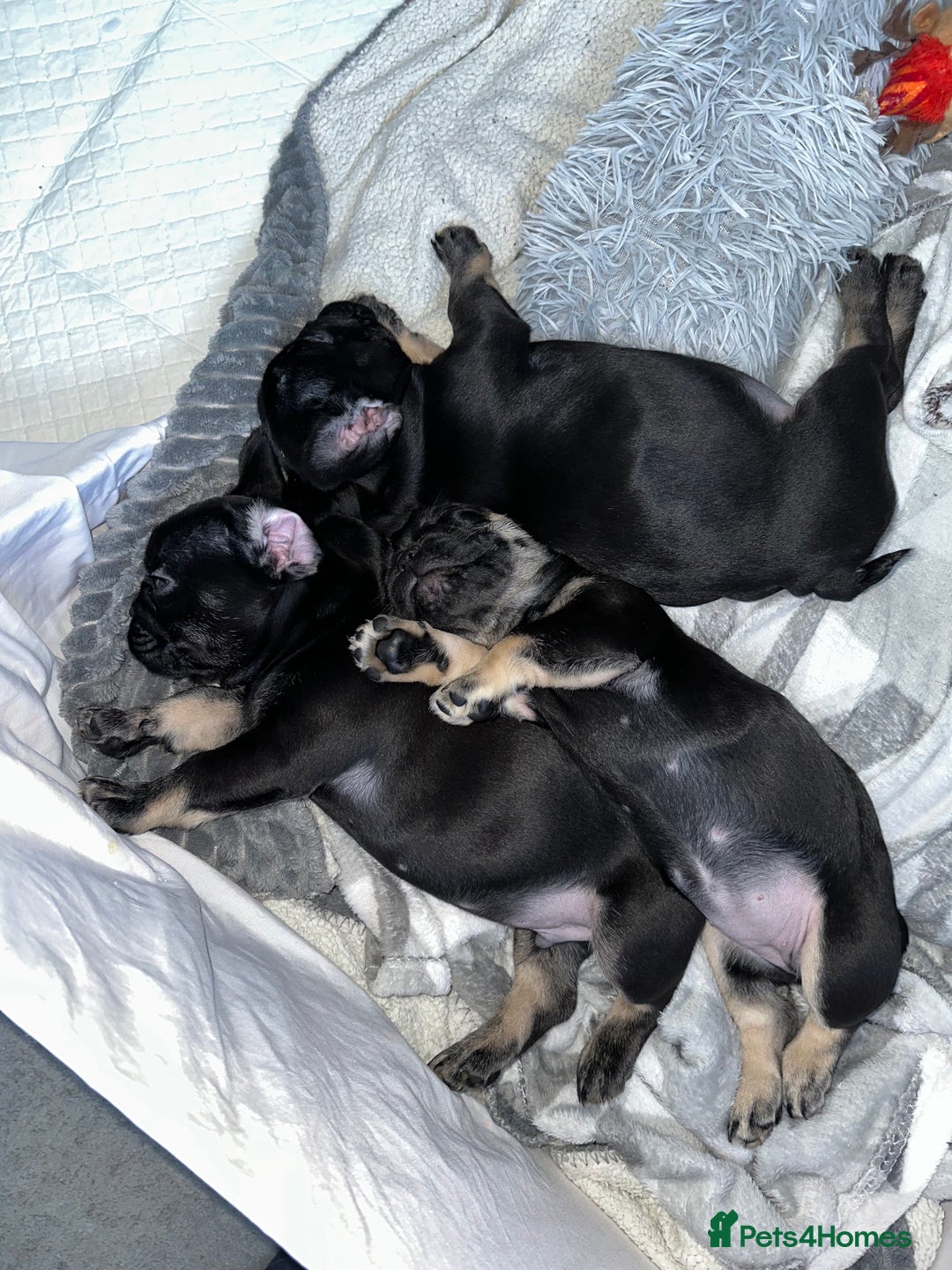 French Bulldog dogs for sale: french bulldog puppys (1 stunning boy left) - Advert 14