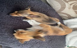 Pomchi dogs for sale: Lovely loving Dottie  - Image 5