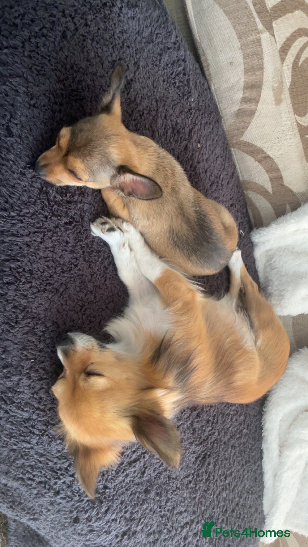 Pomchi dogs for sale: Lovely loving Dottie  - Image 5