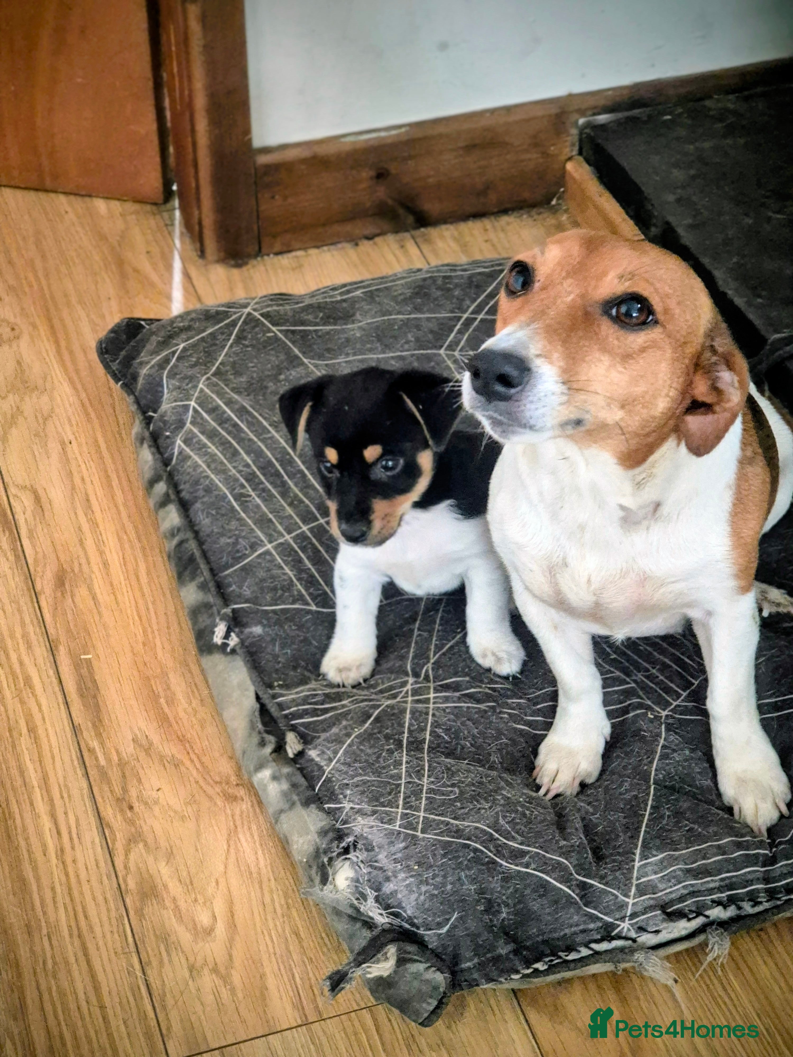 Jack Russell dogs Jack Russell puppy - Advert 1