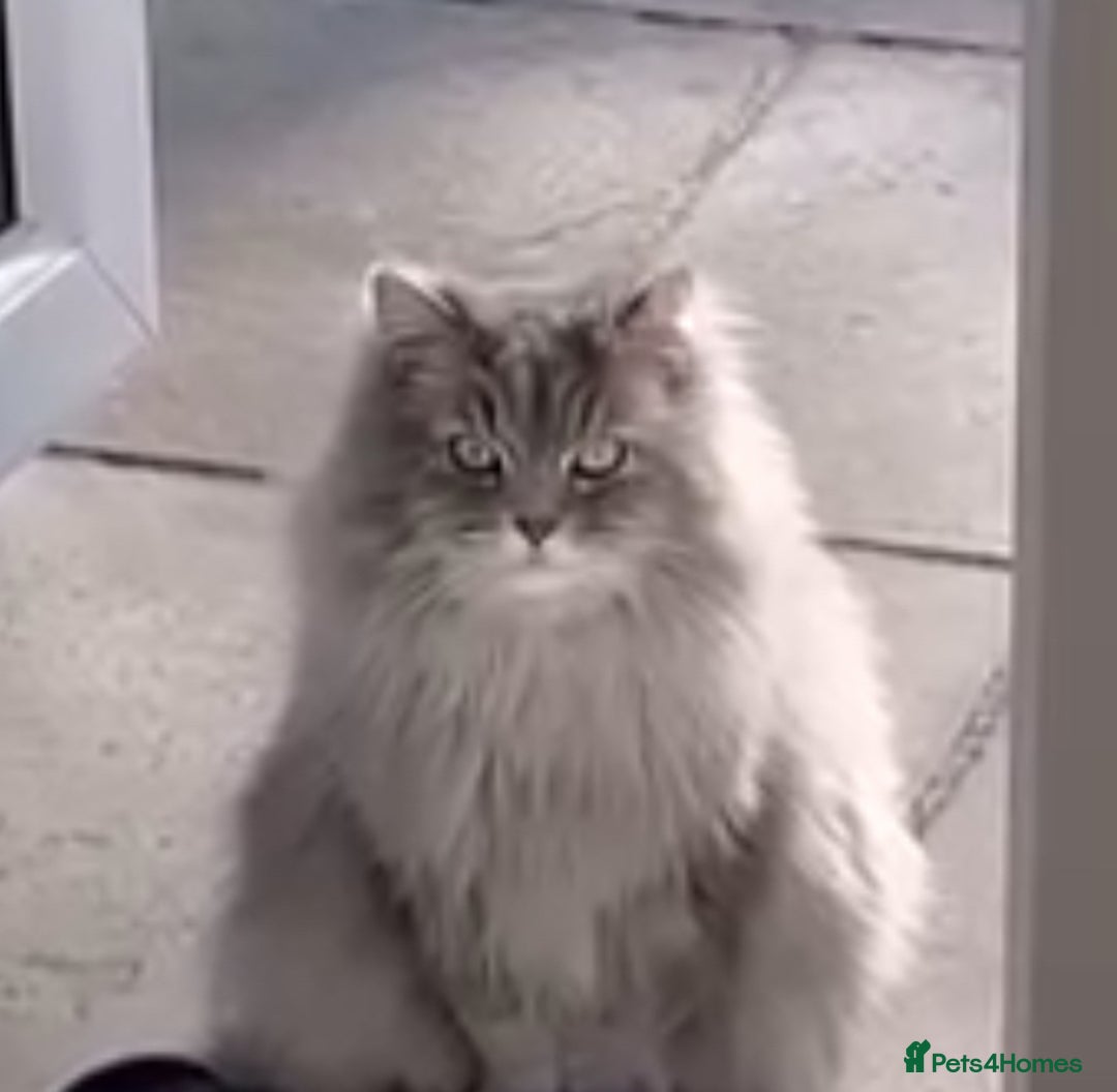 Mixed Breed cats for sale: Stunning Persian/Ragdoll Cat - Advert 4