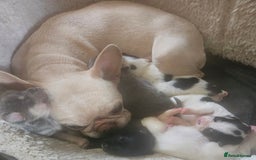 Mixed Breed dogs for sale: French poms *READY NOW 2 LEFT* - Image 9