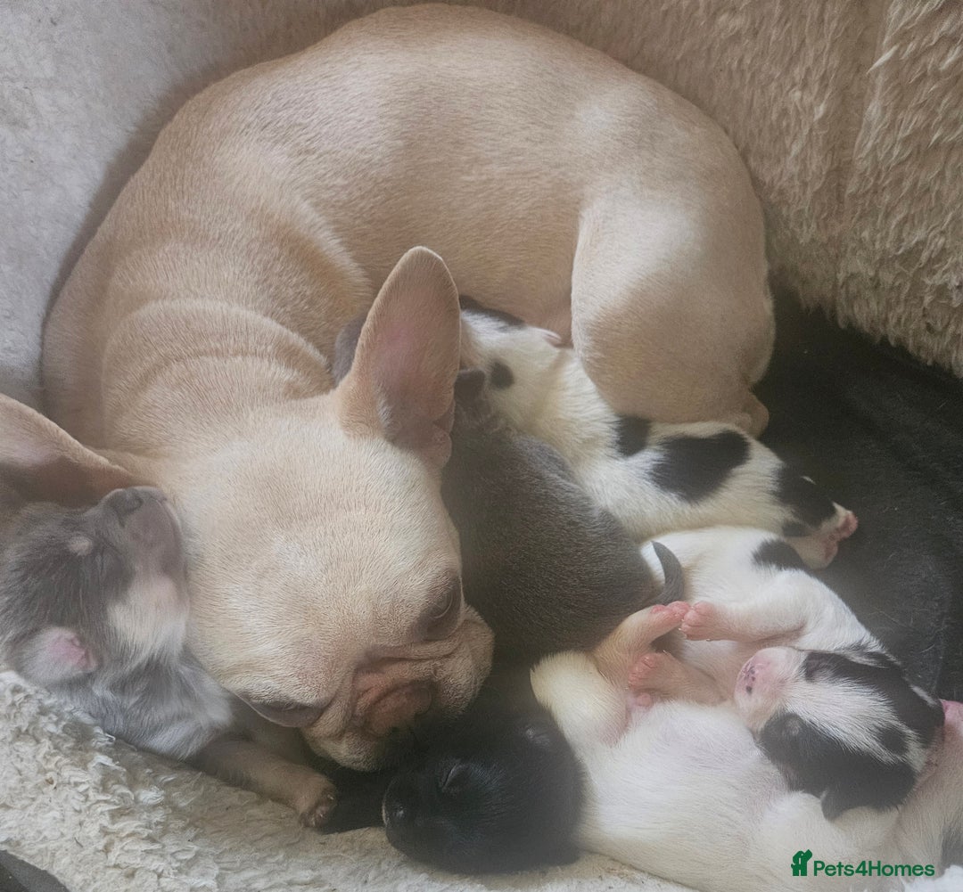 Mixed Breed dogs for sale: French poms *READY NOW 2 LEFT* - Image 9