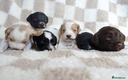 Cockapoo dogs for sale: Bouncy black & white Cockapoo - Image 5