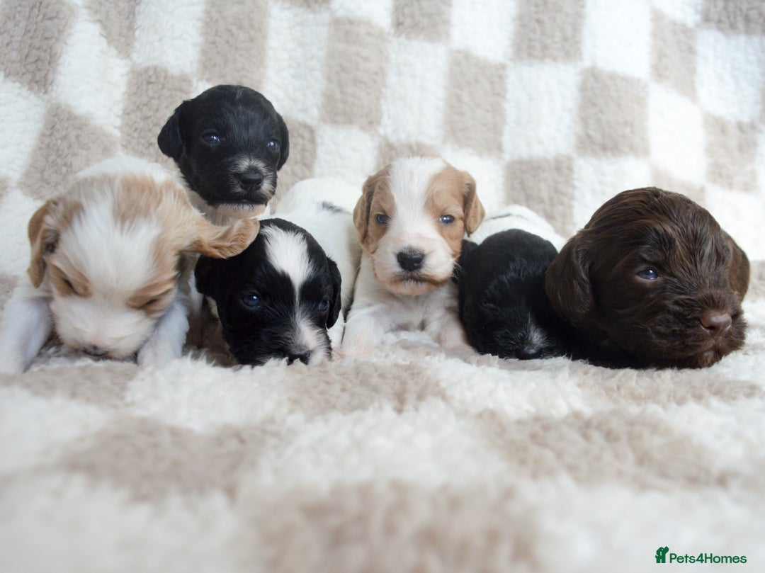 Cockapoo dogs for sale: Bouncy black & white Cockapoo - Image 5