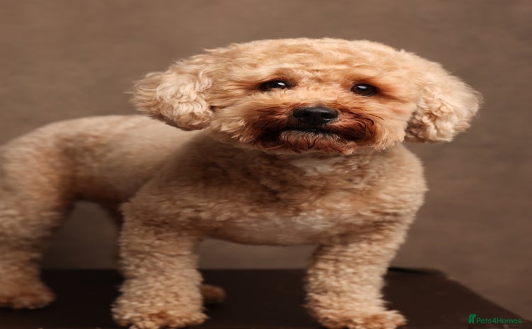 Poochon dogs - Advert 1