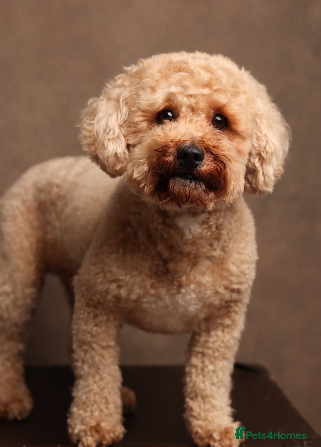Poochon dogs for sale: 7 year old Male Poochon   - Image 1