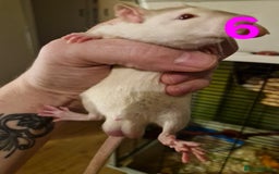 Rat rodents for sale: 9 gorgeous Male Rats - Image 21