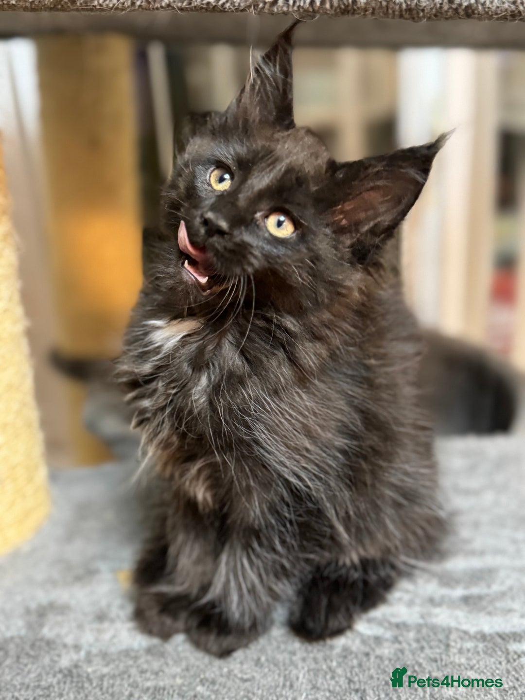 Maine Coon cats for sale: Adorable pure breed Maine coon Kittens’s for sale - Advert 39