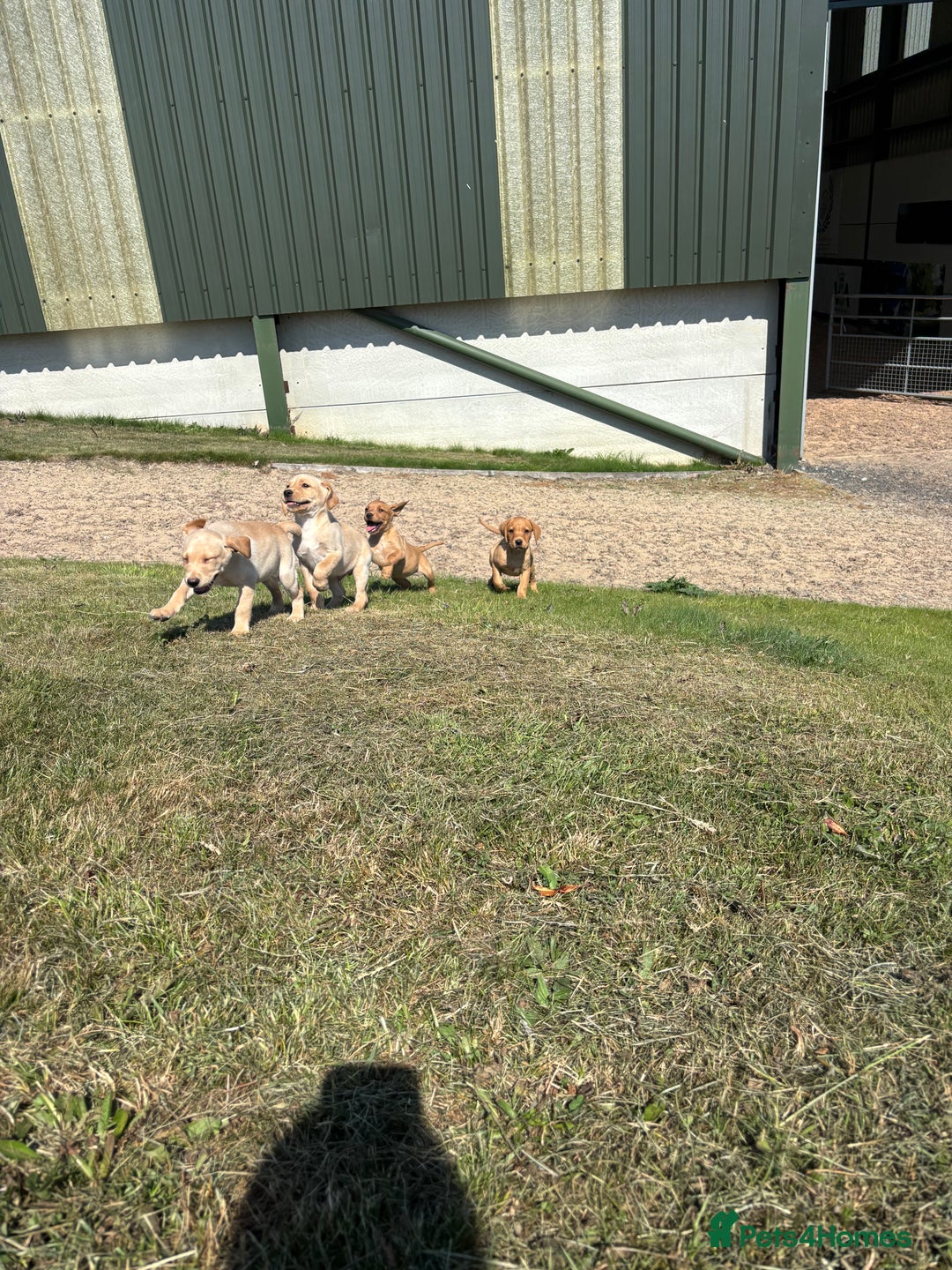 Labrador Retriever dogs for sale: Chunky Labrador puppy’s  - Image 8
