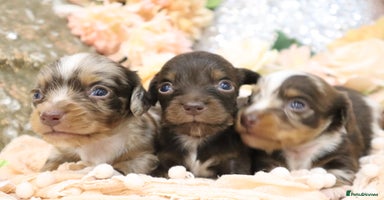 Miniature Dachshund dogs KC Miniature Dachshund Puppies- LONGHAIR - Advert 16