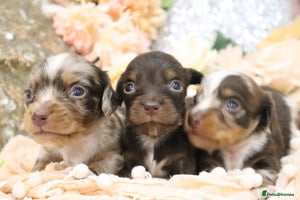 Miniature Dachshund dogs KC Miniature Dachshund Puppies- LONGHAIR - Advert 16