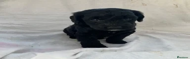 Cockapoo 2
