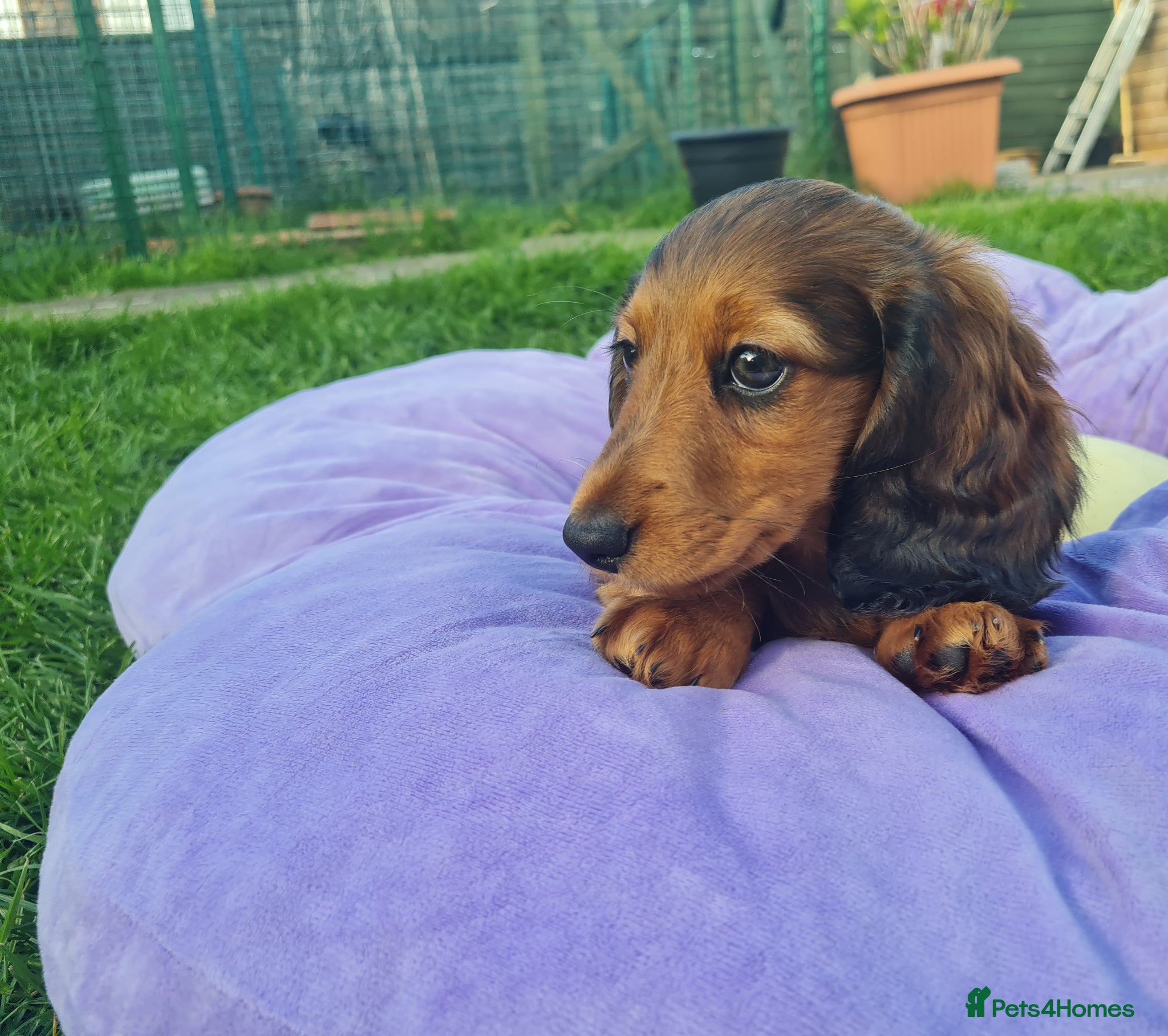 Miniature Dachshund dogs REDUCED.Mini Dachshund KC Reg LH CHAMPION  - Advert 5