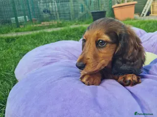 Miniature Dachshund dogs REDUCED.Mini Dachshund KC Reg LH CHAMPION - Advert 5