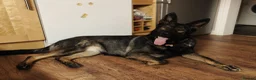 German Shepherd dogs for sale: Sasha - Advert 4
