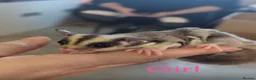 Sugar Glider rodents for sale: Brother and sister bonded pair sugar gliders  - Advert 3
