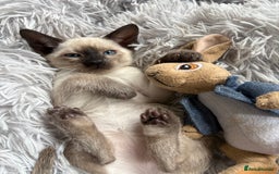 Siamese cats for sale: Siamese kittens for sale  in Sheffield - Image 8