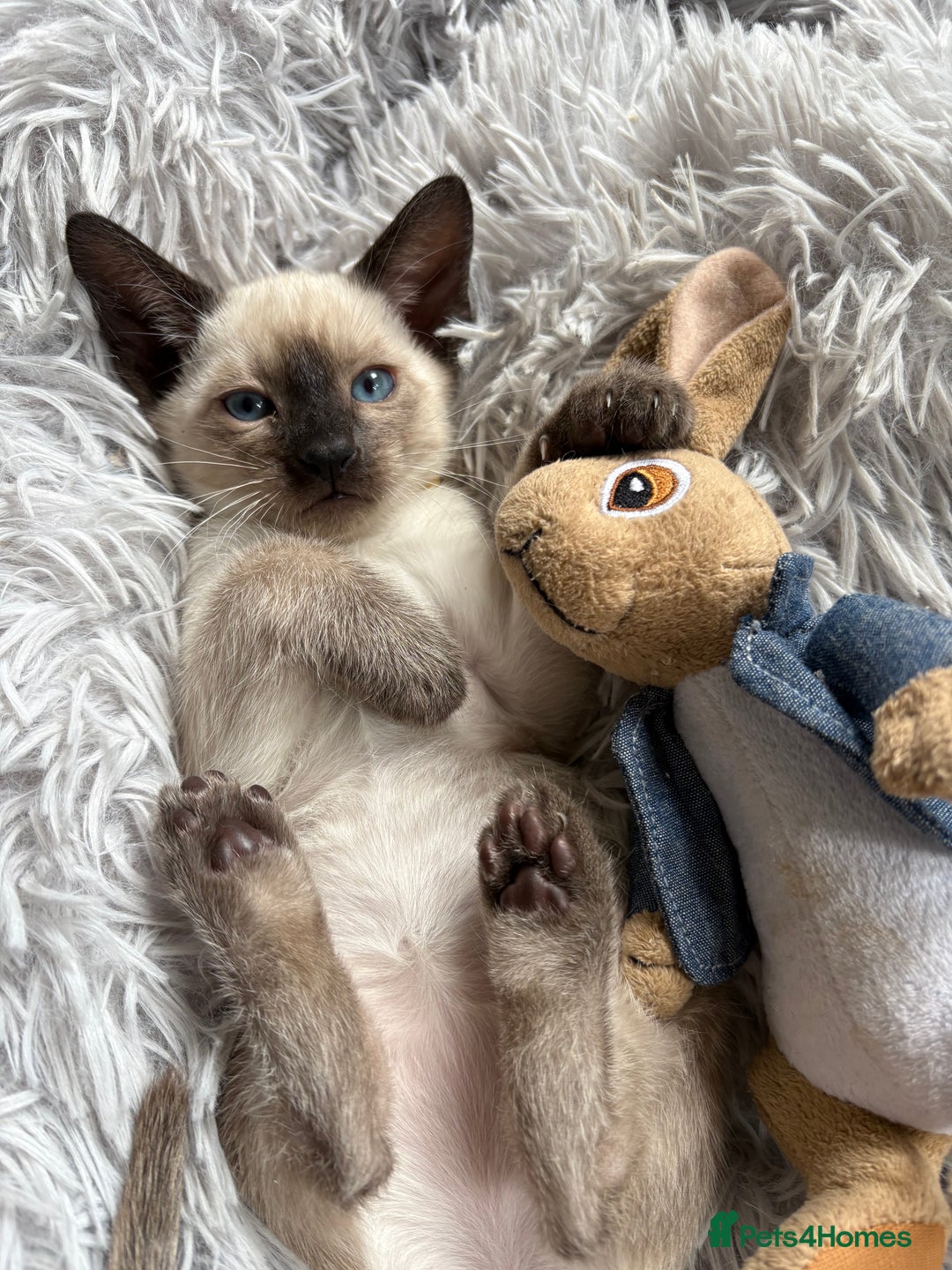 Siamese cats for sale: Siamese kittens for sale  in Sheffield - Image 8