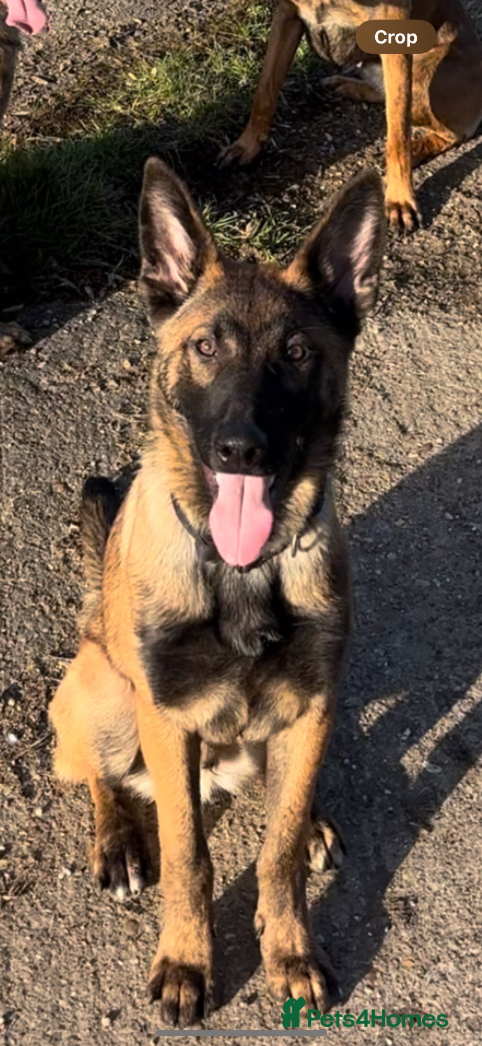 Belgian Shepherd Dog dogs Enzo! - Advert 10