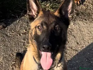 Belgian Shepherd Dog dogs Enzo! - Advert 10