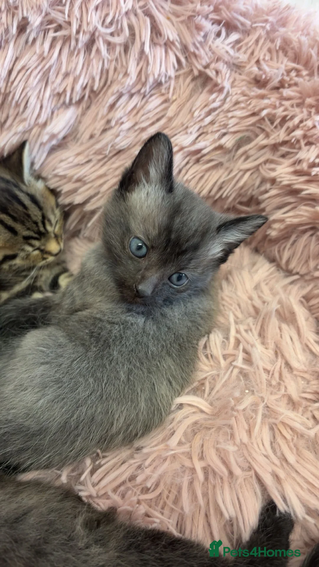 Mixed Breed cats for sale: 3 kittens for sale  - Advert 2