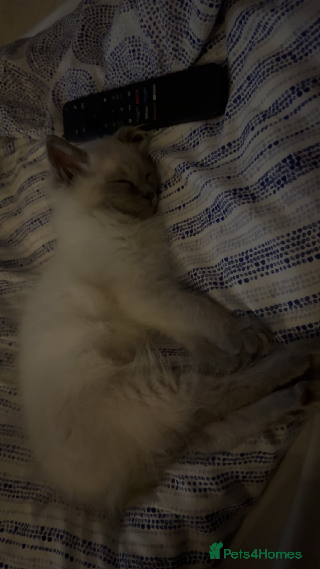 Ragdoll cats for sale: Male kitten for sale- leave asap - Advert 4