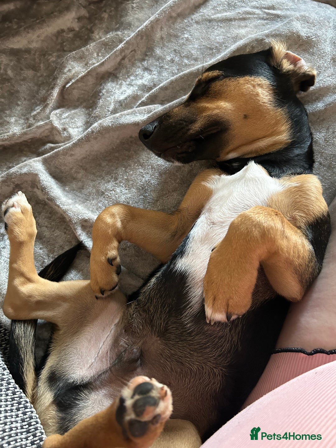 Jack Russell dogs for sale: 1 8 month old Jack Russell for sale - Image 2