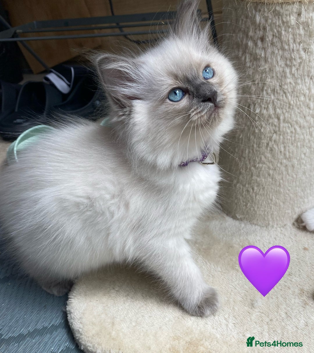 Ragdoll cats for sale: Ragdoll kittens one girl available  - Image 28