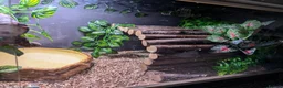 Python Snake reptiles for sale: Lovely royal python with viv for sale  - Advert 5
