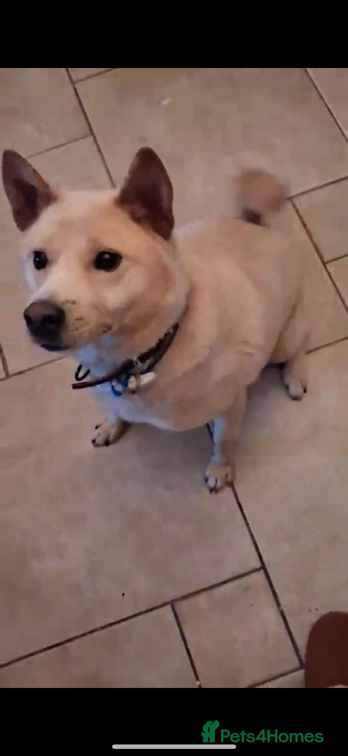 Japanese Shiba Inu dogs jimmy 4 shiba mix meat trade survivor in Nottingham - Advert 12