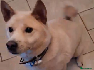 Japanese Shiba Inu dogs jimmy 4 shiba mix meat trade survivor in Nottingham - Advert 1