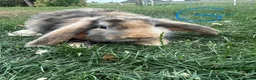 Mini Lop rabbits for sale: Mini Lop Rabbits For Sale  - Advert 15