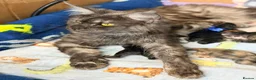 Maine Coon cats for sale: Maine coon kittens TICA  - Advert 5