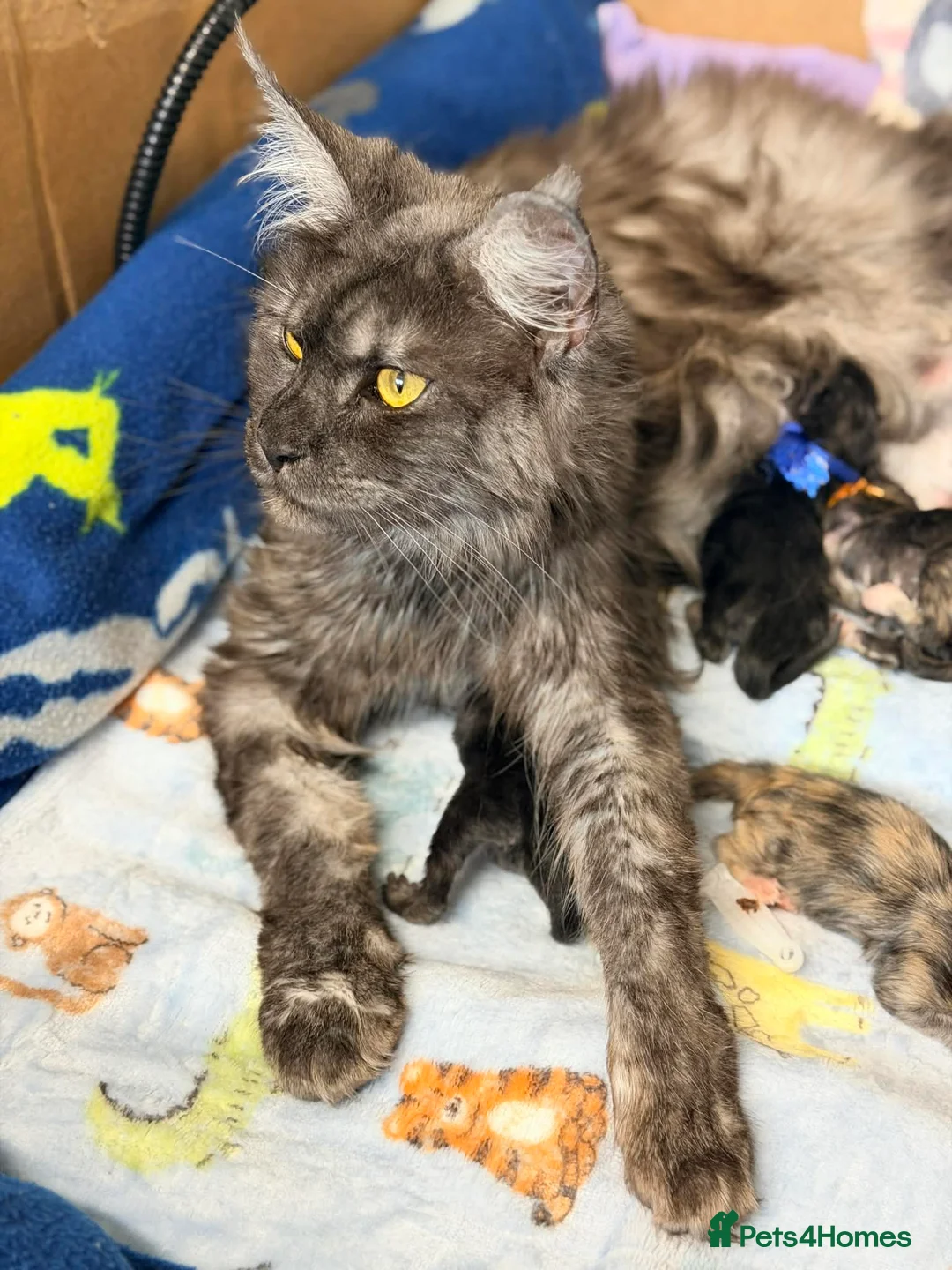 Maine Coon cats for sale: Maine coon kittens 3 left ready to go on the 18th  - Advert 2