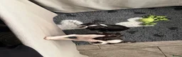 Boston Terrier dogs for sale: Kc Boston Terrier Puppies READY NOW !! 2 girls  - Advert 6