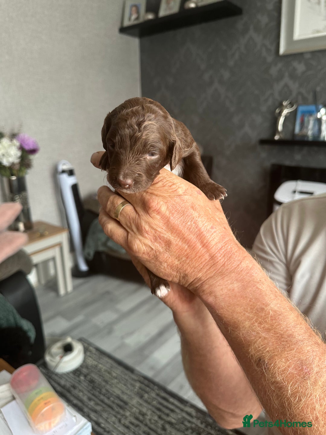 Cockapoo dogs for sale: 7 beautiful cockatoo puppies  - Image 18