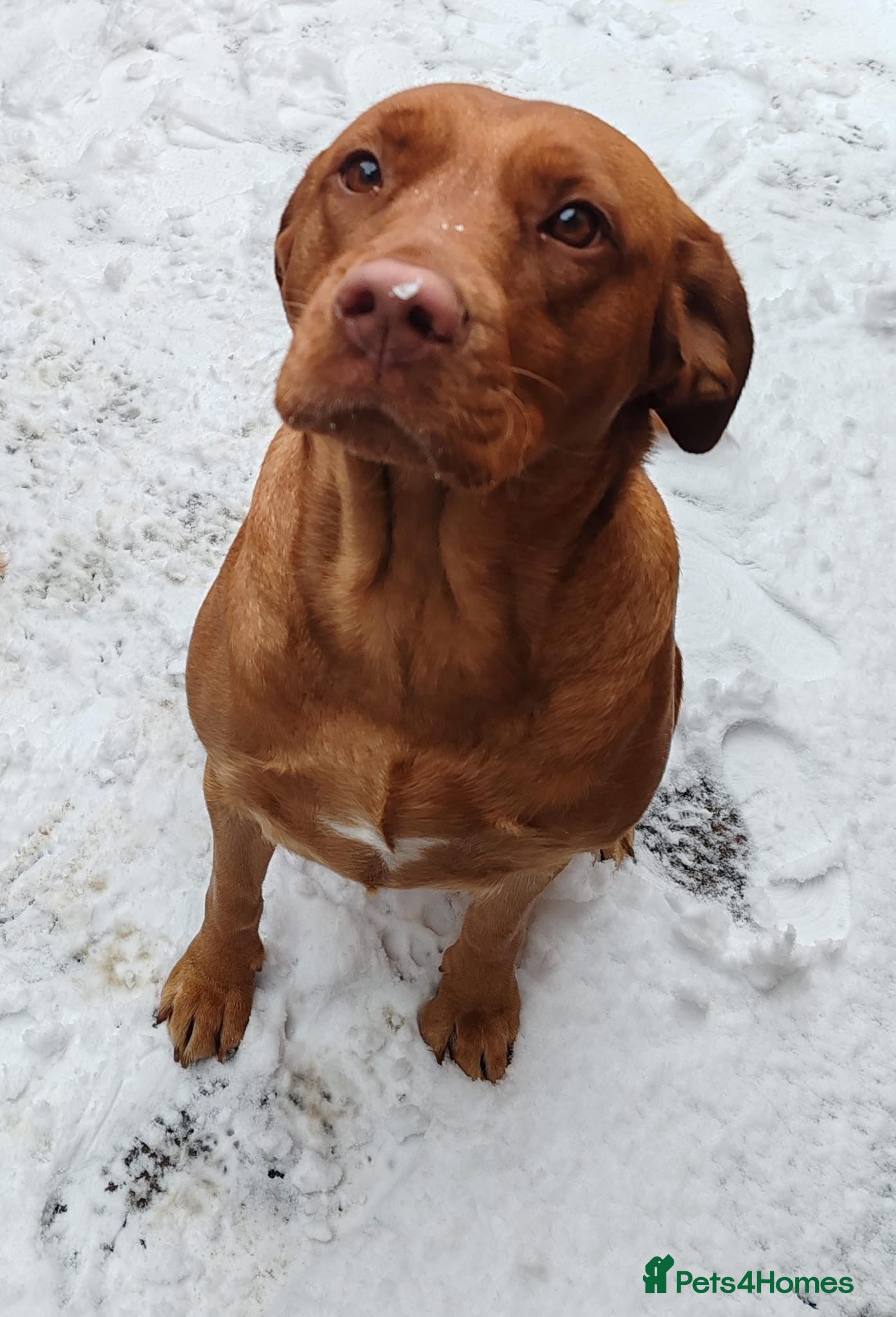 Labrador Retriever dogs FOX RED LABRADOR RETRIEVER PUPPYS READY NOW  - Advert 3