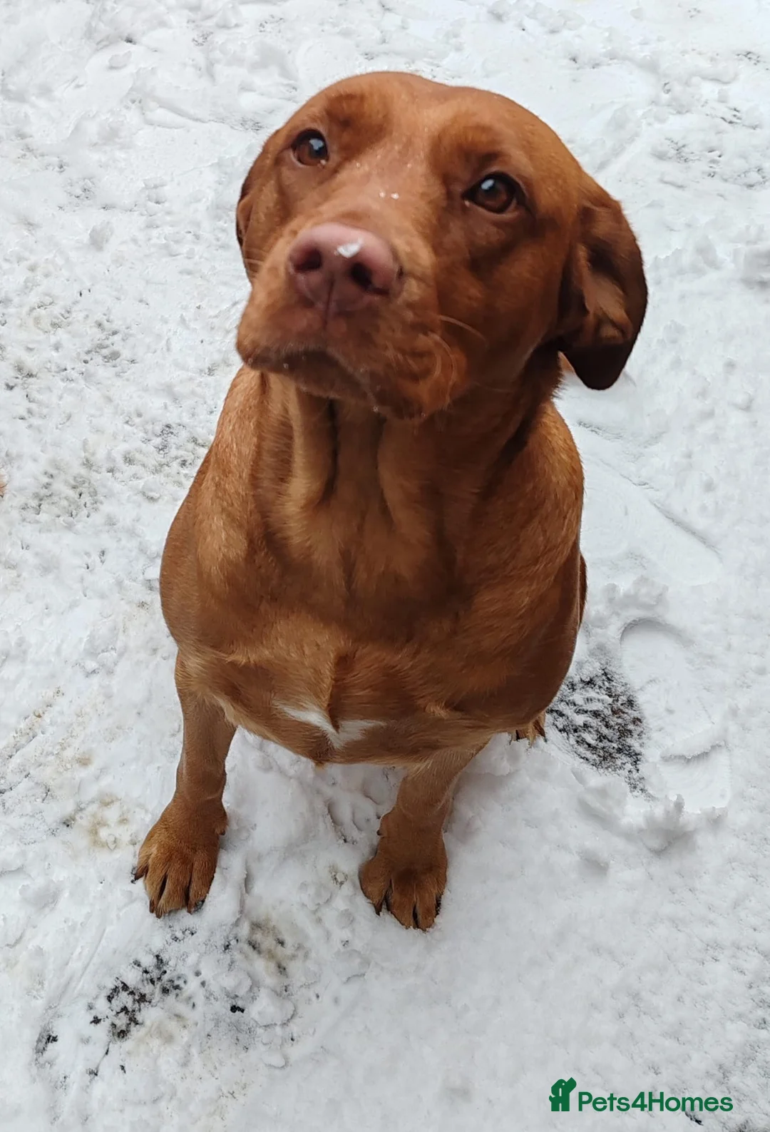 Labrador Retriever dogs for sale: FOX RED LABRADOR RETRIEVER PUPPYS READY NOW  - Advert 1