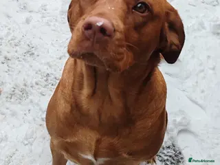 Labrador Retriever dogs FOX RED LABRADOR RETRIEVER PUPPYS READY NOW - Advert 3