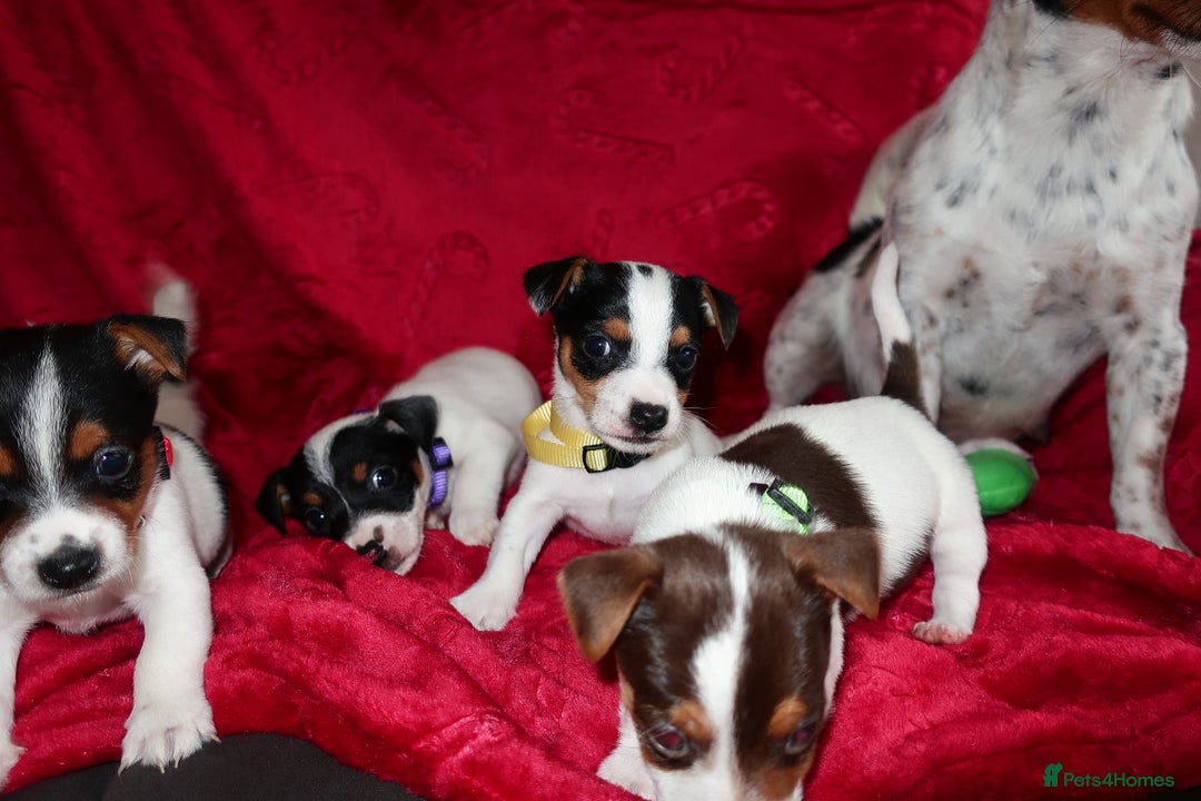 Jack Russell dogs for sale: Five beautiful Jack Russell's - Advert 11