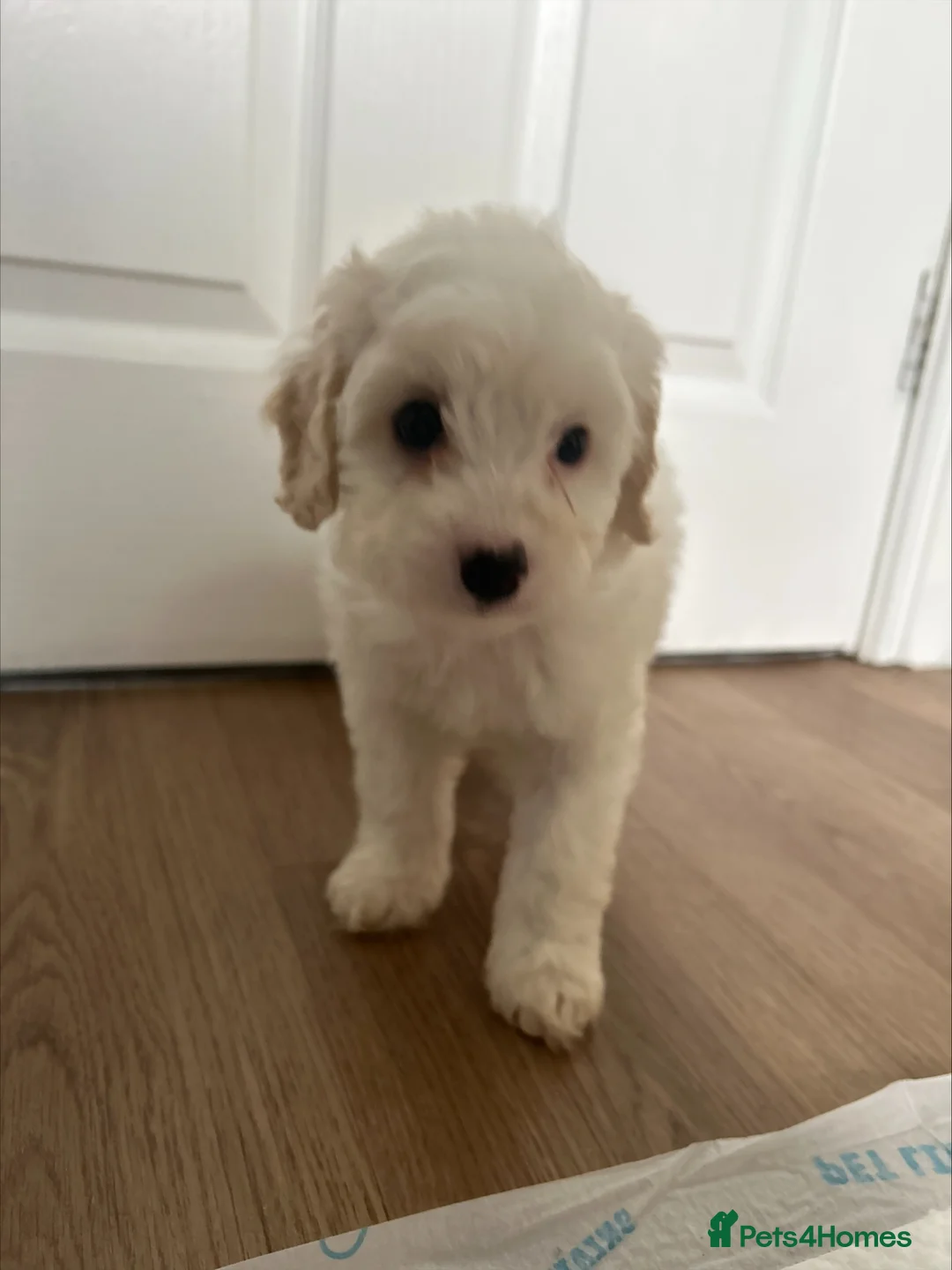 Mixed Breed dogs for sale: Ready Now Shihpoo X Sproodle in Birmingham - Advert 2