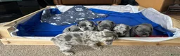French Bulldog dogs for sale: French Bulldog Puppies - Advert 18