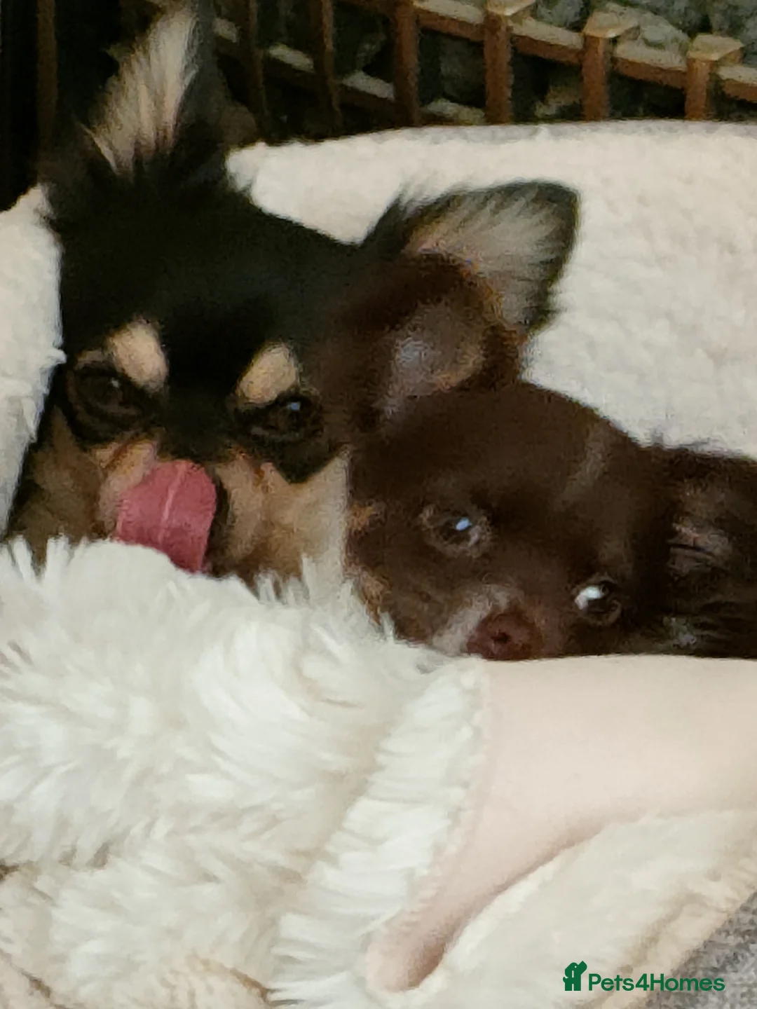 Chihuahua dogs for stud: Stud long haired Chihuahua  - Advert 10