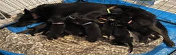 Mixed Breed dogs for sale:  Belgian Malinois x Dobermann pups - Advert 1