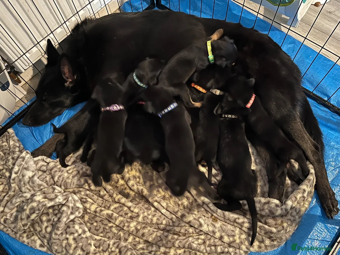 Mixed Breed dogs for sale:  Belgian Malinois x Dobermann pups - Advert 1