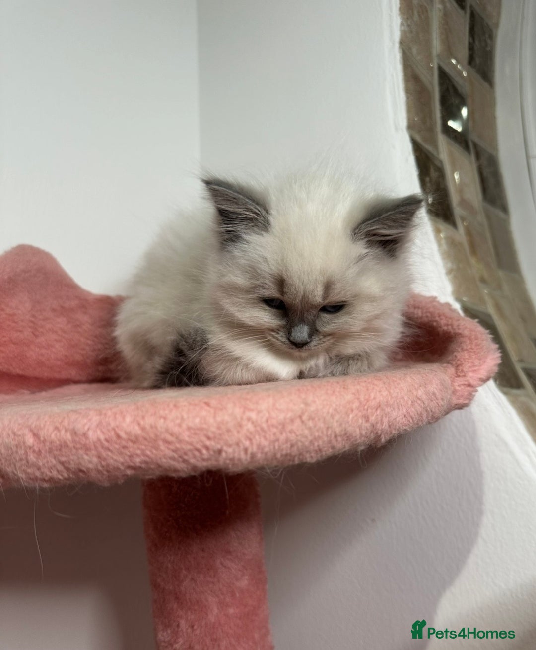Ragdoll cats for sale: Cuddly tame purebred ragdoll kittens - Advert 10